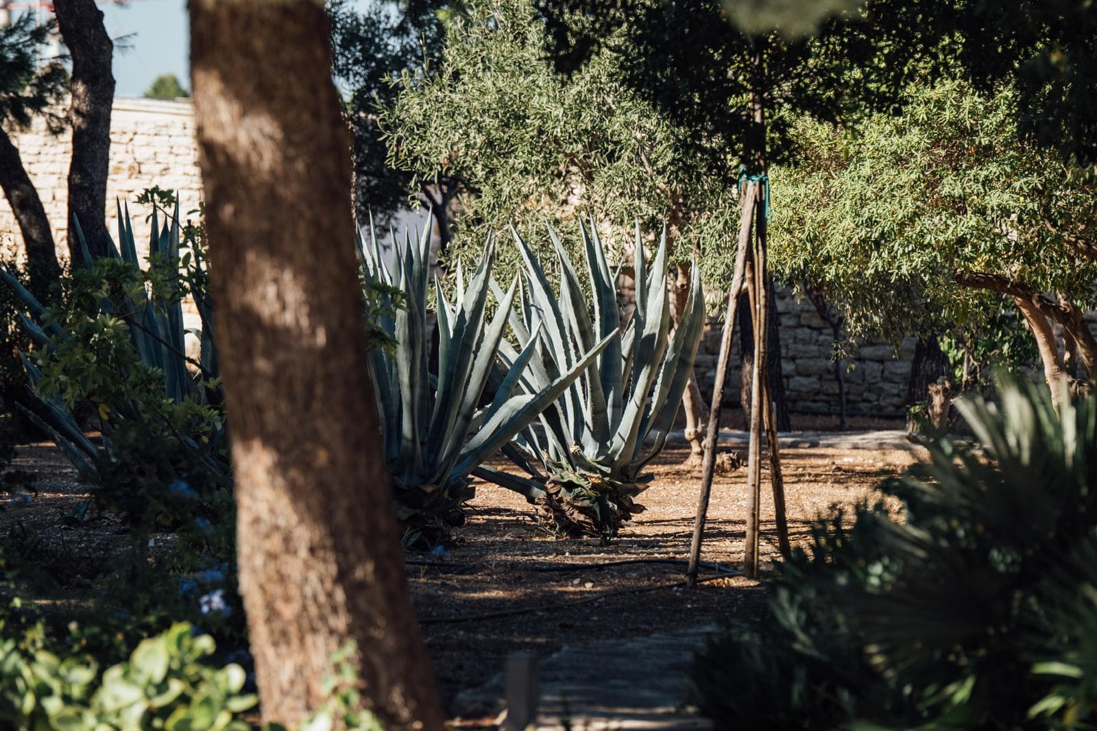 Giardino mediterraneo